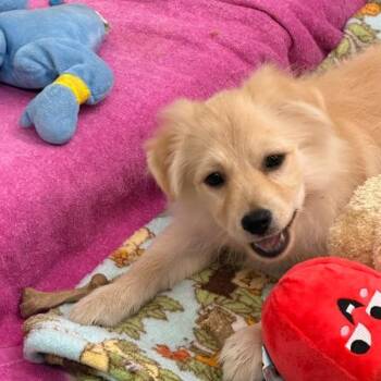 CHESTNUT -  Pomeranian and Mixed Breed Dog for Adoption in Richmond, California - CHESTNUT | PetCurious
