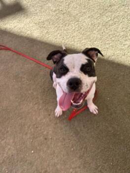PETUNIA -  Pit Bull Terrier Dog for Adoption in Las Vegas, Nevada - PETUNIA | PetCurious
