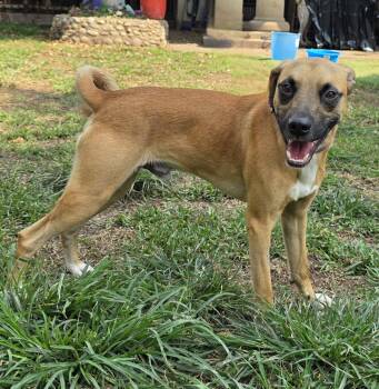 Rescue Black Mouth Cur Dogs for Adoption in San Francisco, California - Cheeto | PetCurious