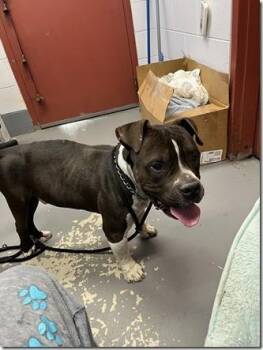 American Bulldog Dogs Available for Adoption in Charlottesville, Virginia - Mario Adult Low Rider Sweet Heart! | PetCurious