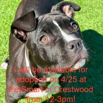 Pit Bull Terrier Dogs Available for Adoption in Matteson, Illinois - Spork | PetCurious