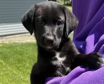 Labrador Retriever Dogs Available for Adoption in Orland Park, Illinois - Michael Jackson  | PetCurious