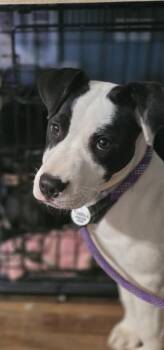 Terrier Dogs Available for Adoption in Boston, Massachusetts - Buster Bee | PetCurious