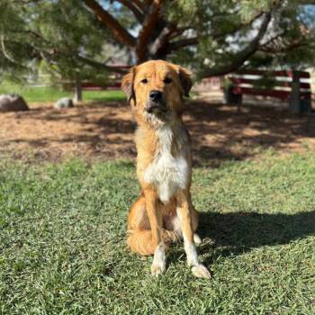 Retriever and Mixed Breed Dogs Available for Adoption in Fargo, North Dakota - Calliope--In Foster | PetCurious