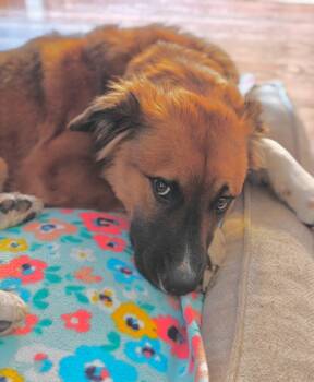 Rescue Shepherd Dogs for Adoption in Fort Worth, Texas - Charlie | PetCurious