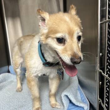 Pomeranian Dogs Available for Adoption in Uniontown, Pennsylvania - Max | PetCurious