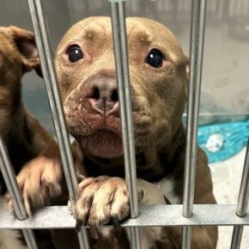 Rescue Mixed Breed Dogs for Adoption in Davenport, Iowa - Luna | PetCurious