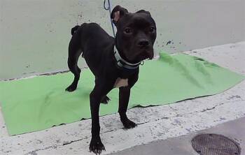 WRIGLEY -  Boxer and Labrador Retriever Dog for Adoption in Houston, Texas - WRIGLEY | PetCurious