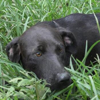 Snickers -  Black Labrador Retriever Dog for Adoption in Okolona, Mississippi - Snickers | PetCurious
