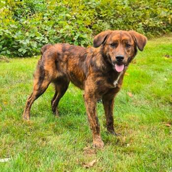 CT Daria -  Plott Hound and Mixed Breed Dog for Adoption in Stormville, New York - CT Daria | PetCurious