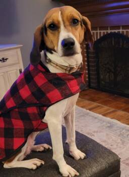American Foxhound Dogs Available for Adoption - Jacie | PetCurious
