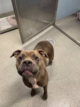 Rescue Pit Bull Terrier Dogs for Adoption in Bloomington, Indiana - Xena | PetCurious