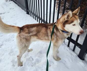 Siberian Husky Dogs Available for Adoption - CHINO | PetCurious