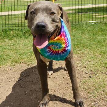 LEXIE -  American Staffordshire Terrier Dog for Adoption in San Antonio, Texas - LEXIE | PetCurious