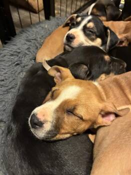 HERON -  Rottweiler and Labrador Retriever Dog for Adoption in Charlotte, North Carolina - HERON | PetCurious