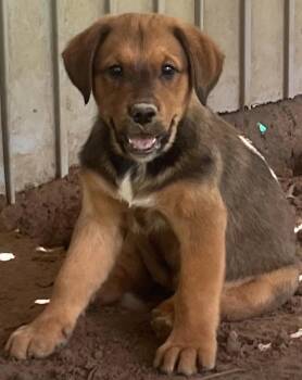 Pria Pearl -  Bernese Mountain Dog Dog for Adoption in The Woodlands, Texas - Pria Pearl | PetCurious