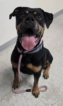 Boss -  Rottweiler Dog for Adoption in Salt Lake City, Utah - Boss | PetCurious