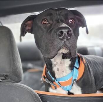 Rescue Great Dane and American Staffordshire Terrier Dogs for Adoption in Maryville, Tennessee - Chance | PetCurious