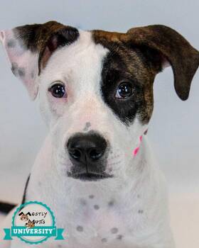 Camille -  Boxer Dog for Adoption in Kennesaw, Georgia - Camille | PetCurious