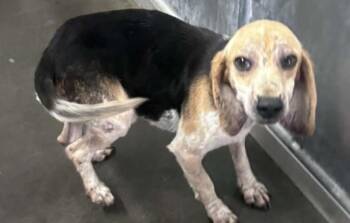 Beagle Dogs Available for Adoption - Rhett | PetCurious