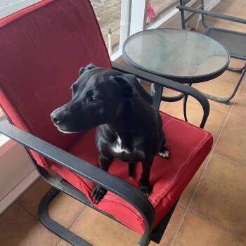 Molly -  Terrier and Mixed Breed Dog for Adoption in Pinellas Park, Florida - Molly | PetCurious