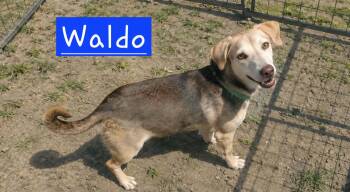 Sir Waldo -  Beagle Dog for Adoption in Minneapolis, Minnesota - Sir Waldo | PetCurious