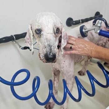 Cauliflower C-34129 -  Poodle Dog for Adoption in Oklahoma City, Oklahoma - Cauliflower C-34129 | PetCurious