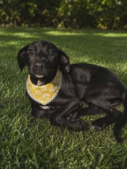 Lilly -  Black Labrador Retriever and Schnauzer Dog for Adoption in Mobile, Alabama - Lilly | PetCurious