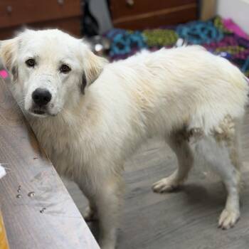 Brooke -  Great Pyrenees and Mixed Breed Dog for Adoption in Brownsboro, Alabama - Brooke | PetCurious