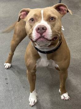 SABINE -  Pit Bull Terrier and Mixed Breed Dog for Adoption - SABINE | PetCurious