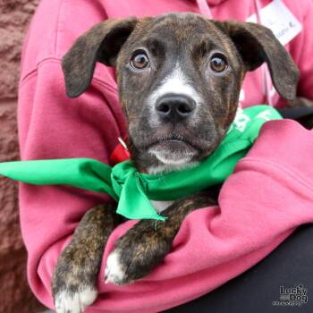 Shepherd and Plott Hound Dogs Available for Adoption in Washington, District Of Columbia - Joanie | PetCurious