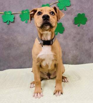 Mixed Breed Dogs Available for Adoption in Fort Worth, Texas - Oettinger | PetCurious