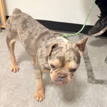 French Bulldog Dogs Available for Adoption in Philadelphia, Pennsylvania - Burrito | PetCurious