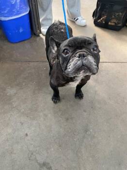 COCA-COLA -  Mixed Breed Dog for Adoption in Dallas, Texas - COCA-COLA | PetCurious