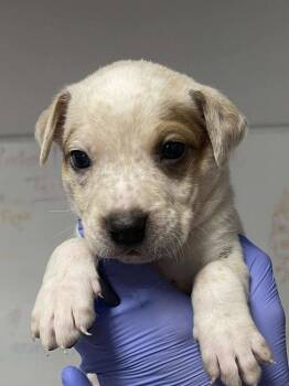 Rescue Australian Cattle Dog Blue Heeler and Great Dane Dogs for Adoption in Bolivar, Missouri - Choctaw | PetCurious