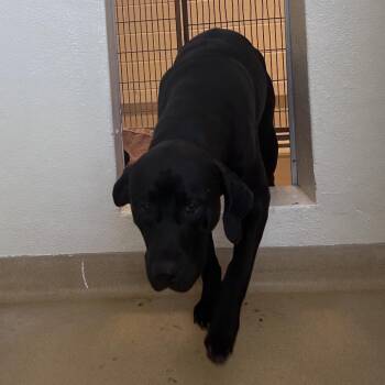 Mixed Breed Dogs Available for Adoption in Asheville, North Carolina - Hulk | PetCurious