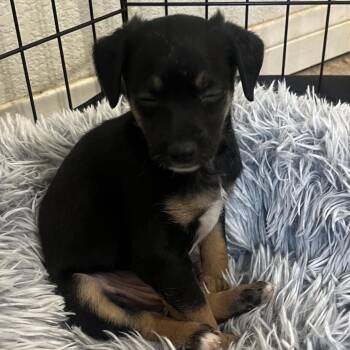 Mixed Breed Dogs Available for Adoption in Las Vegas, Nevada - Howden | PetCurious