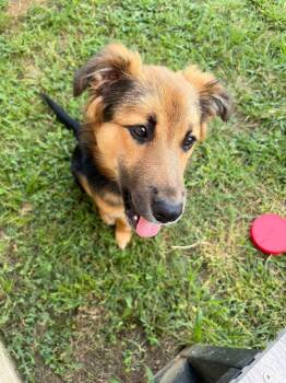 Georgie -  Mixed Breed Dog for Adoption in Gallatin, Tennessee - Georgie | PetCurious