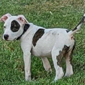 Clyde -  American Bulldog and American Staffordshire Terrier Dog for Adoption - Clyde | PetCurious