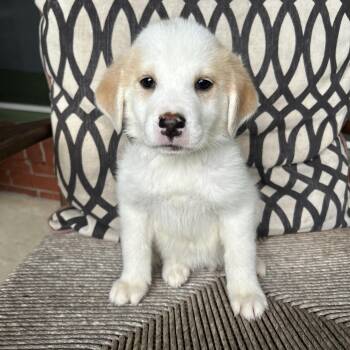 SYLVESTER -  Great Pyrenees and Labrador Retriever Dog for Adoption in Fosters, Alabama - SYLVESTER | PetCurious