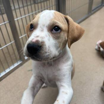 Flan -  Labrador Retriever and Mixed Breed Dog for Adoption in Corpus Christi, Texas - Flan | PetCurious