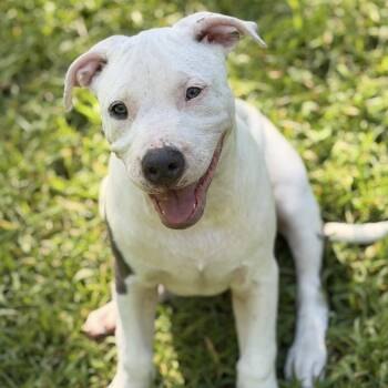 GERARD DEPAW-DIEU -  Pit Bull Terrier Dog for Adoption in Cranston, Rhode Island - GERARD DEPAW-DIEU | PetCurious