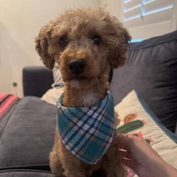 Milo -  Goldendoodle and Miniature Poodle Dog for Adoption in Villa Park, California - Milo | PetCurious