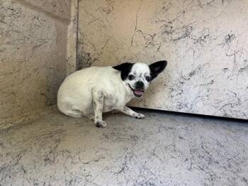 MILLIE -  Chihuahua Dog for Adoption in Rowlett, Texas - MILLIE | PetCurious