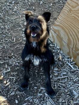 Rescue Schnauzer and Mixed Breed Dogs for Adoption in Severance, Colorado - Kobe | PetCurious