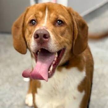 Mixed Breed Dogs Available for Adoption - Slick | PetCurious