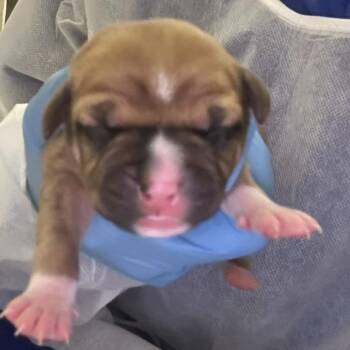 Staffordshire Bull Terrier Dogs Available for Adoption - Sunflower | PetCurious