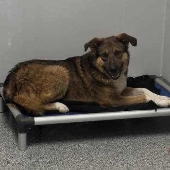 German Shepherd Dog and Husky Dogs Available for Adoption in Wichita, Kansas - Sammy | PetCurious