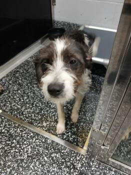 Mixed Breed Dogs Available for Adoption in Jackson, Tennessee - Barbie | PetCurious