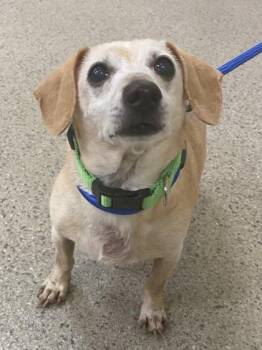 Drake -  Dachshund Dog for Adoption in Fishers, Indiana - Drake | PetCurious